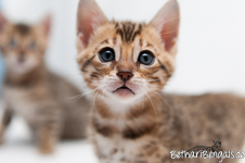 Bengal Katzen Zucht